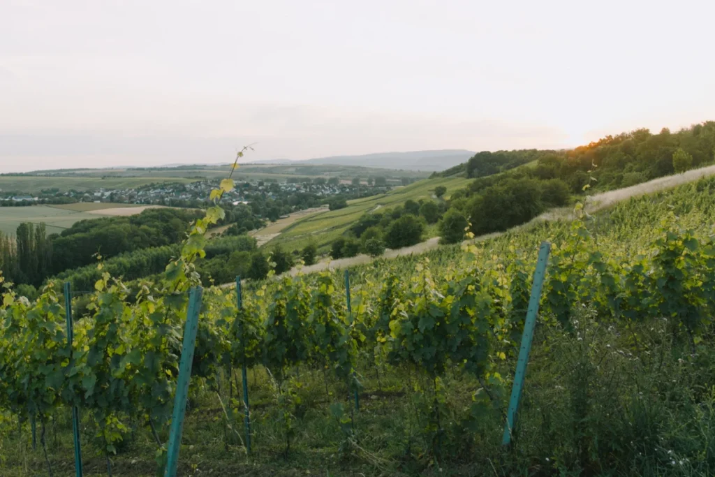 the-quiet-revolution-why-german-chardonnay-is-the-worlds-new-gold-standard