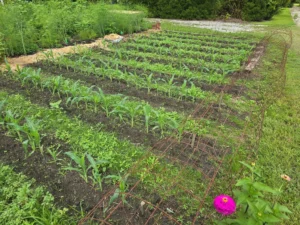 the-resilience-of-the-harvest-a-deep-dive-into-high-stakes-vegetable-gardening-in-north-carolina