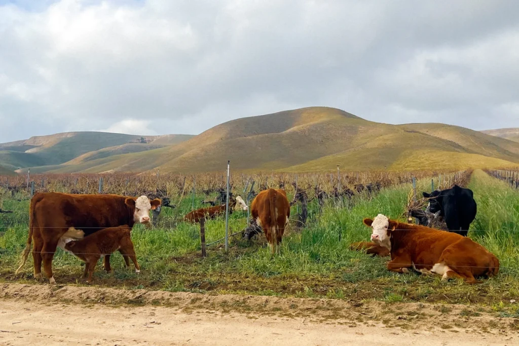 the-symbiotic-frontier-how-the-sinton-family-is-rewriting-the-rules-of-california-ranching-and-viticulture