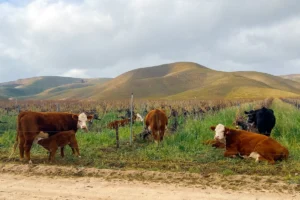 the-symbiotic-frontier-how-the-sinton-family-is-rewriting-the-rules-of-california-ranching-and-viticulture