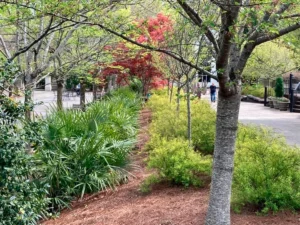 turning-shadows-into-sanctuaries-expert-selected-plants-for-challenging-garden-conditions