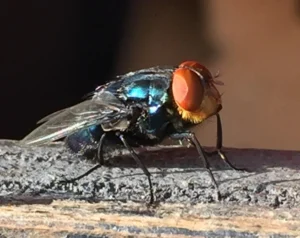 usda-fsis-heightens-surveillance-as-new-world-screwworm-returns-to-u-s-soil