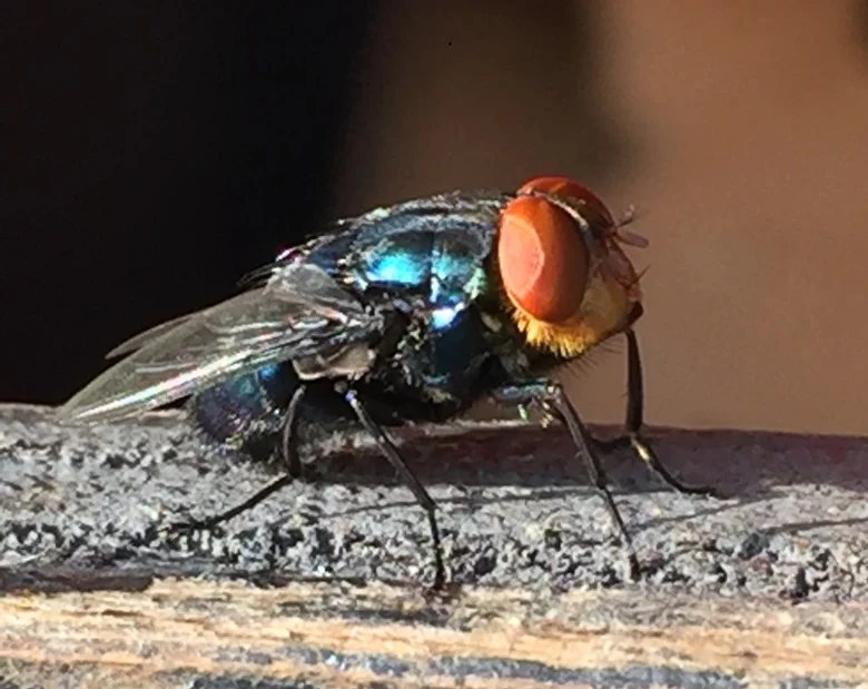 usda-fsis-heightens-surveillance-as-new-world-screwworm-returns-to-u-s-soil
