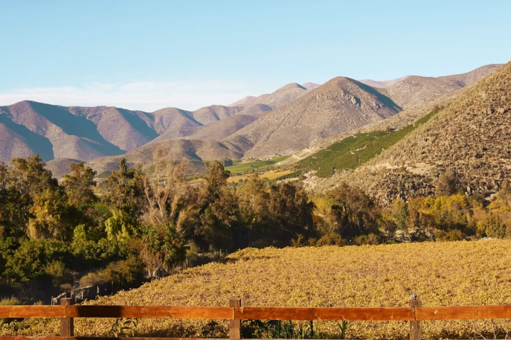 Vineyards of Chile