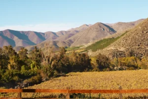 Vineyards of Chile