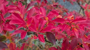 beyond-the-mum-rethinking-the-late-season-garden-with-unconventional-gems