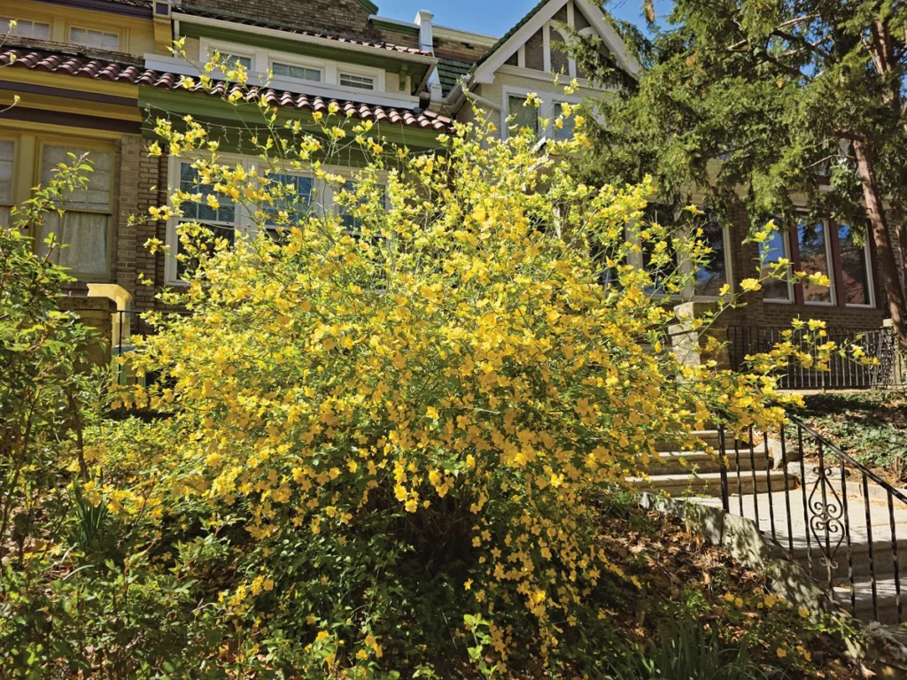beyond-the-turf-transforming-challenging-shade-gardens-into-vibrant-ecosystems
