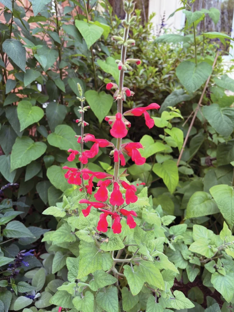 cultivating-resilience-4-expert-plant-picks-for-the-southwest-garden