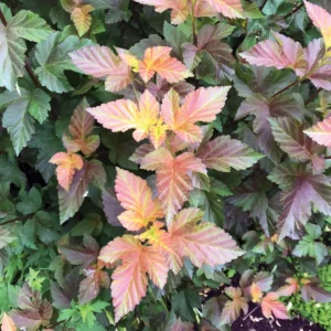 cultivating-resilience-expert-recommended-selections-for-the-mountain-west-garden