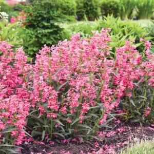 elevating-the-midwest-landscape-expert-picks-for-a-resilient-and-vibrant-garden
