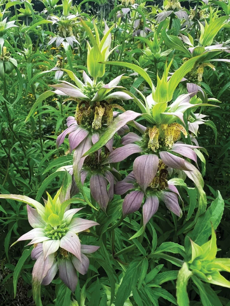 elevating-the-southeast-garden-four-essential-plants-for-resilience-and-beauty