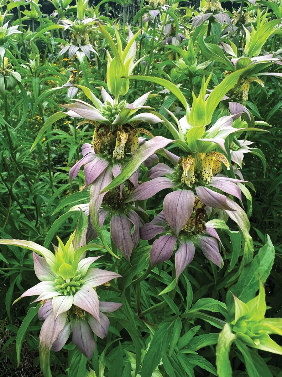 elevating-the-southeast-garden-four-essential-plants-for-resilience-and-beauty