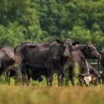 empowering-the-heartland-usda-launches-50-million-stand-up-program-to-modernize-meat-inspection