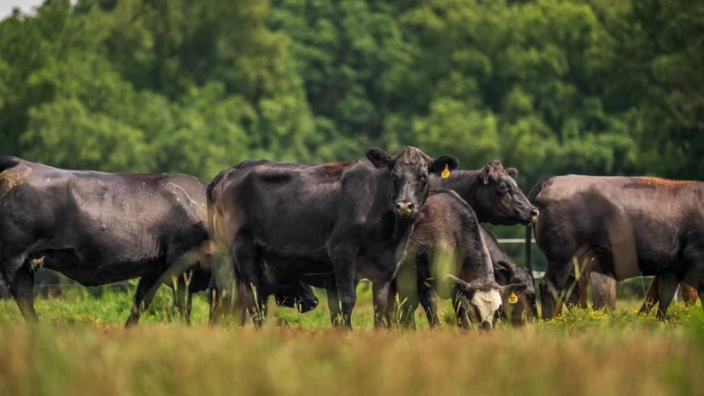 empowering-the-heartland-usda-launches-50-million-stand-up-program-to-modernize-meat-inspection