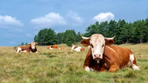 executive-order-targets-livestock-market-competition-navigating-the-intersection-of-deregulation-and-food-safety