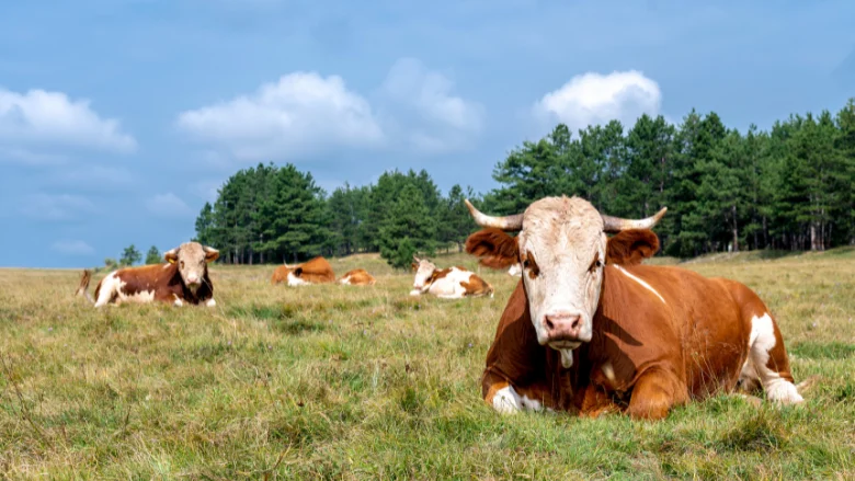 executive-order-targets-livestock-market-competition-navigating-the-intersection-of-deregulation-and-food-safety