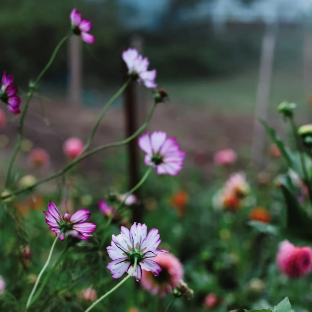 from-seeds-to-splendor-the-evolution-of-bloom-harvest-farm