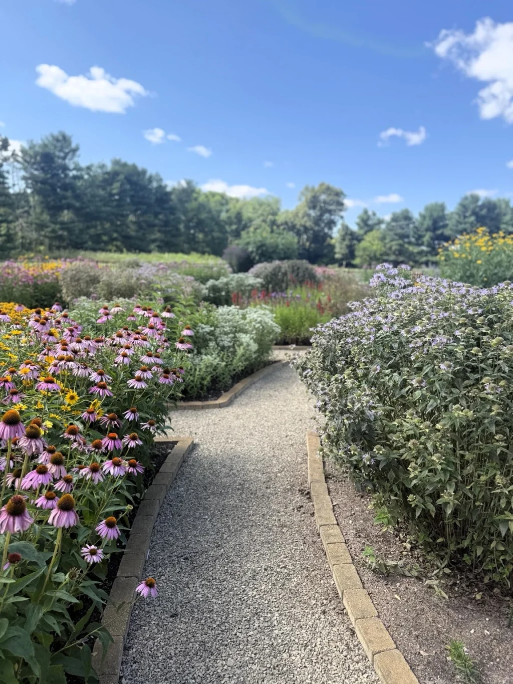 geometry-in-the-garden-inside-the-biodiversity-haven-of-lynn-oshaughnessys-circle-garden