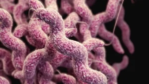harnessing-the-gut-microbiome-a-potential-breakthrough-in-combating-campylobacter-jejuni
