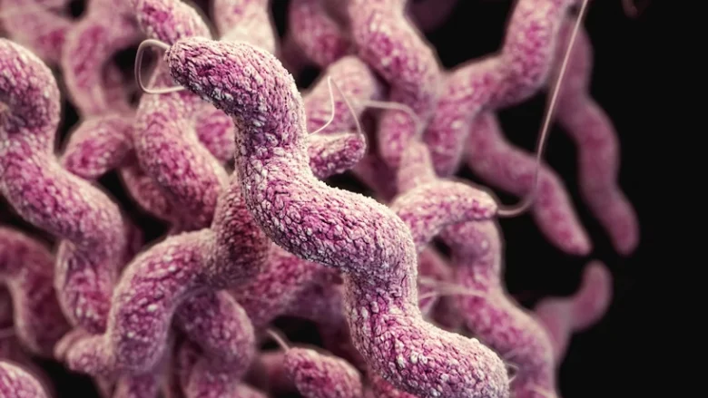 harnessing-the-gut-microbiome-a-potential-breakthrough-in-combating-campylobacter-jejuni