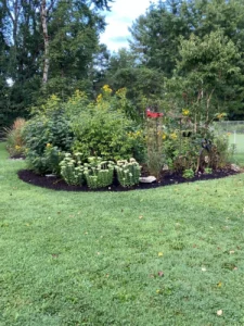 mastering-the-art-of-container-gardening-a-case-study-in-botanical-versatility