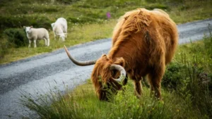 safeguarding-scotlands-plate-fss-unveils-strategic-roadmap-to-combat-foodborne-illness