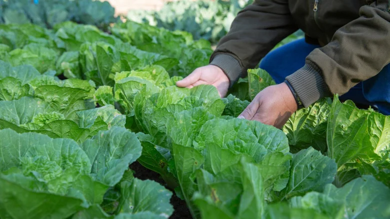 strengthening-the-produce-supply-chain-uds-proactive-response-to-record-breaking-cyclospora-outbreak