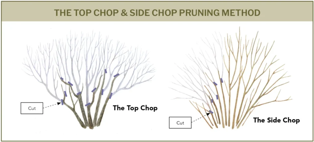 the-art-of-renewal-when-and-how-to-rejuvenate-your-shrubs