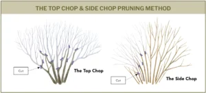 the-art-of-renewal-when-and-how-to-rejuvenate-your-shrubs
