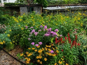 the-art-of-the-urban-meadow-how-one-philadelphia-gardener-transformed-0-11-acres-into-a-pollinator-haven