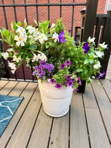 the-healing-power-of-petals-how-container-gardening-transformed-a-chicago-home