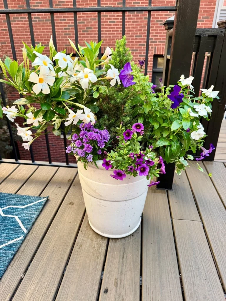 the-healing-power-of-petals-how-container-gardening-transformed-a-chicago-home