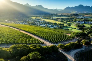Sun rays at dawn over landscaped vineyards of Stellenbosch, South Africa