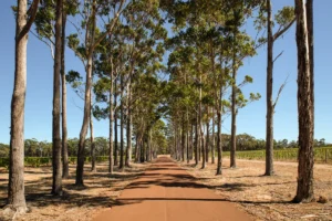 the-sacred-soils-of-western-australia-a-journey-through-time-and-terroir