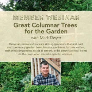 vertical-elegance-mastering-the-art-of-columnar-trees-for-compact-landscapes