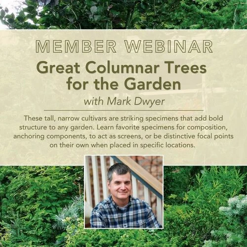 vertical-elegance-mastering-the-art-of-columnar-trees-for-compact-landscapes