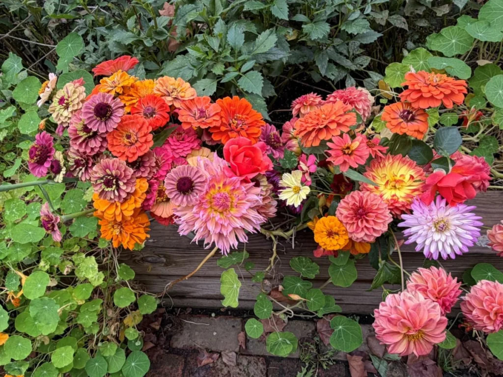 a-seasonal-farewell-maximizing-the-potential-of-a-small-scale-cutting-garden