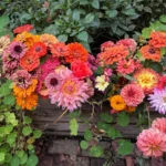 A Seasonal Farewell: Maximizing the Potential of a Small-Scale Cutting Garden