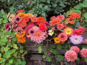 a-seasonal-farewell-maximizing-the-potential-of-a-small-scale-cutting-garden