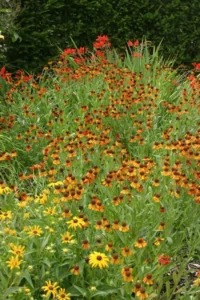 a-walk-through-time-revisiting-the-archives-of-garden-photos-of-the-day-11-20