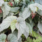 beyond-blooms-mastering-the-art-of-foliage-forward-shade-containers
