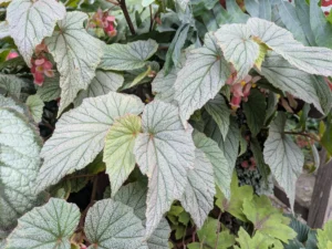 beyond-blooms-mastering-the-art-of-foliage-forward-shade-containers
