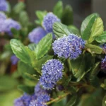 cultivating-resilience-designing-beautiful-drought-tolerant-landscapes-for-the-modern-west