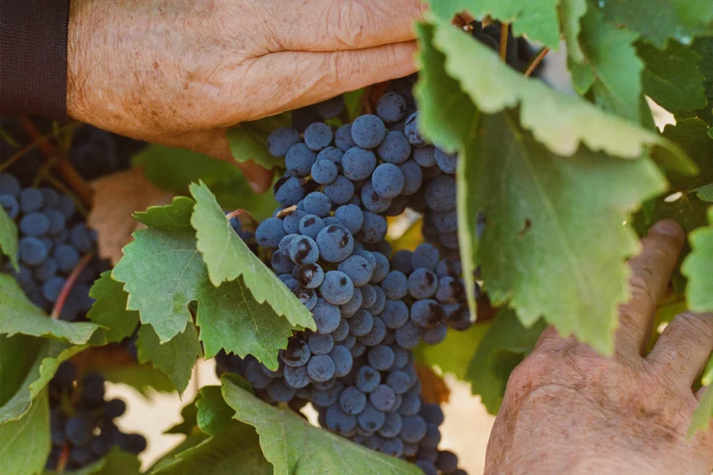 roots-replanted-how-american-vintners-are-reclaiming-heritage-through-ancient-grapes