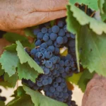 roots-replanted-how-american-vintners-are-reclaiming-heritage-through-ancient-grapes