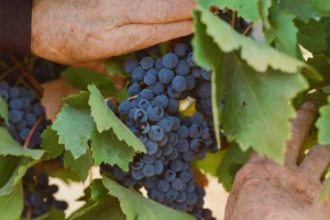 roots-replanted-how-american-vintners-are-reclaiming-heritage-through-ancient-grapes
