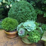 seasonal-artistry-mastering-the-autumn-container-garden-with-howards-chicago-displays