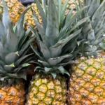 the-architectural-elegance-of-bromeliads-a-comprehensive-guide-to-tropical-indoor-gardening