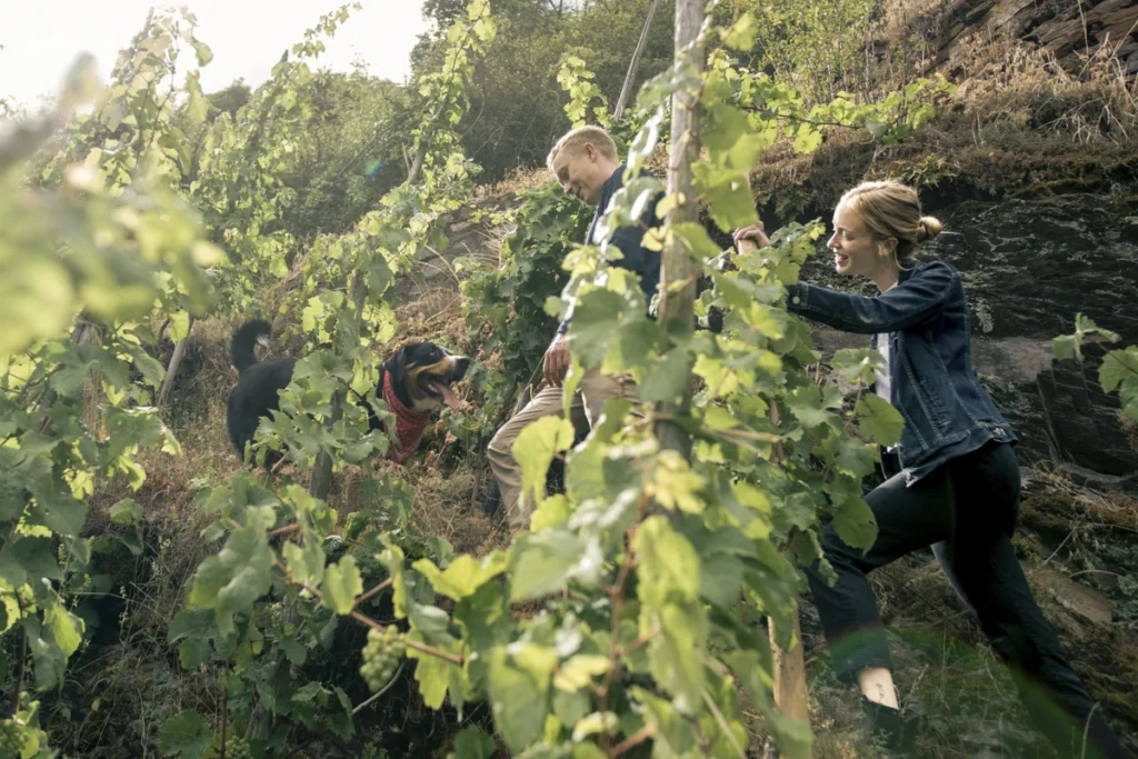 the-silent-crisis-on-the-slopes-can-a-new-generation-save-the-soul-of-the-mosel