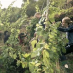 the-silent-crisis-on-the-slopes-can-a-new-generation-save-the-soul-of-the-mosel
